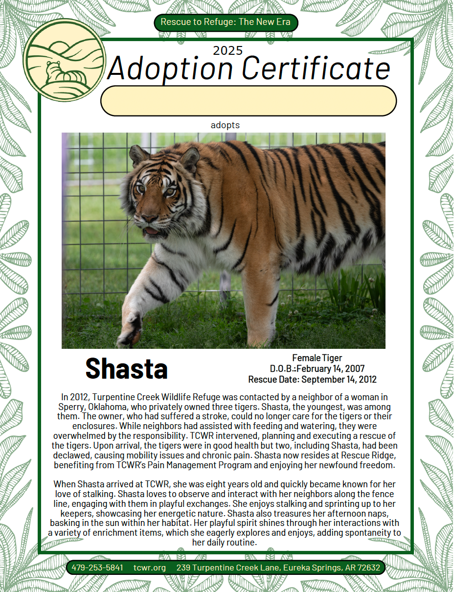 Shasta Tiger Adoption