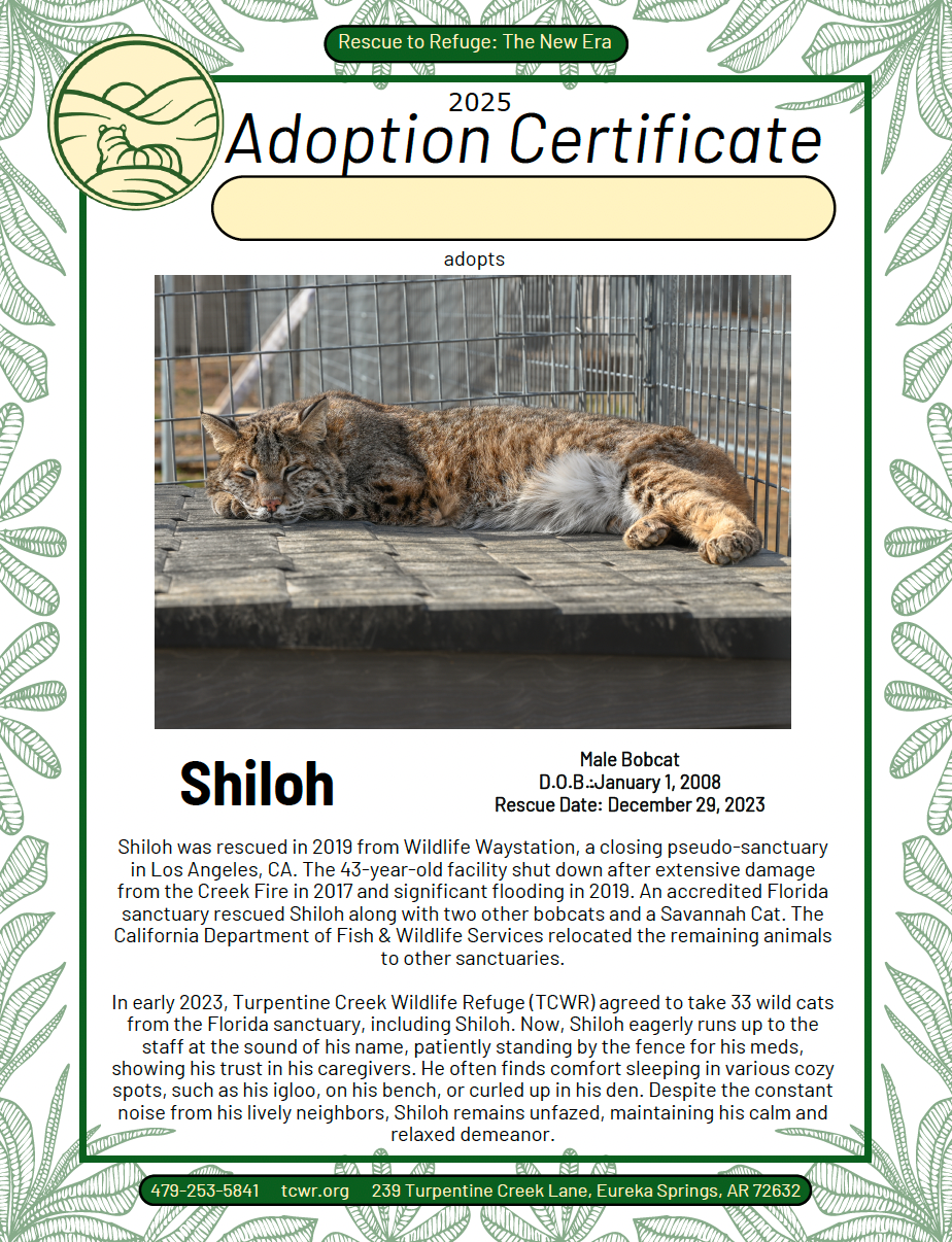 Shiloh Adoption