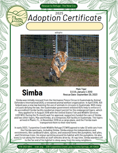 Simba Tiger Adoption