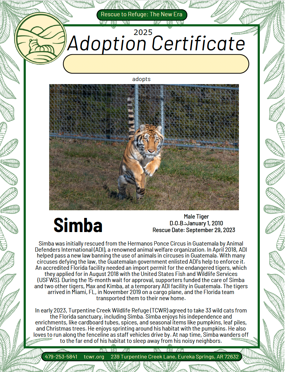 Simba Tiger Adoption