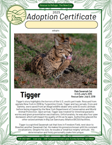 Tigger Savannah Cat Adoption