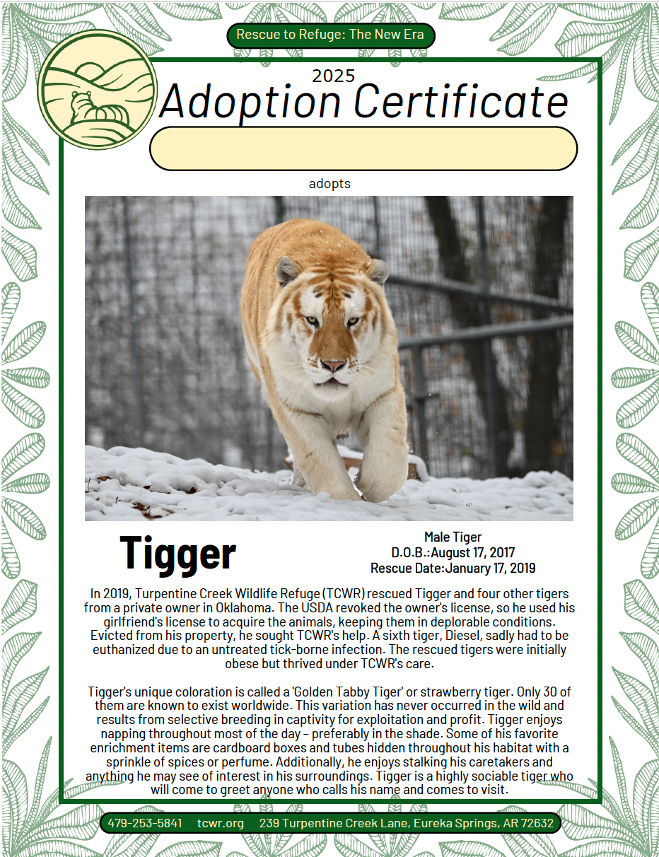 Tigger Tiger Adoption