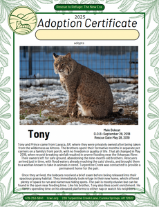 Tony Bobcat Adoption