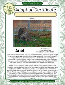 Ariel Bobcat Adoption