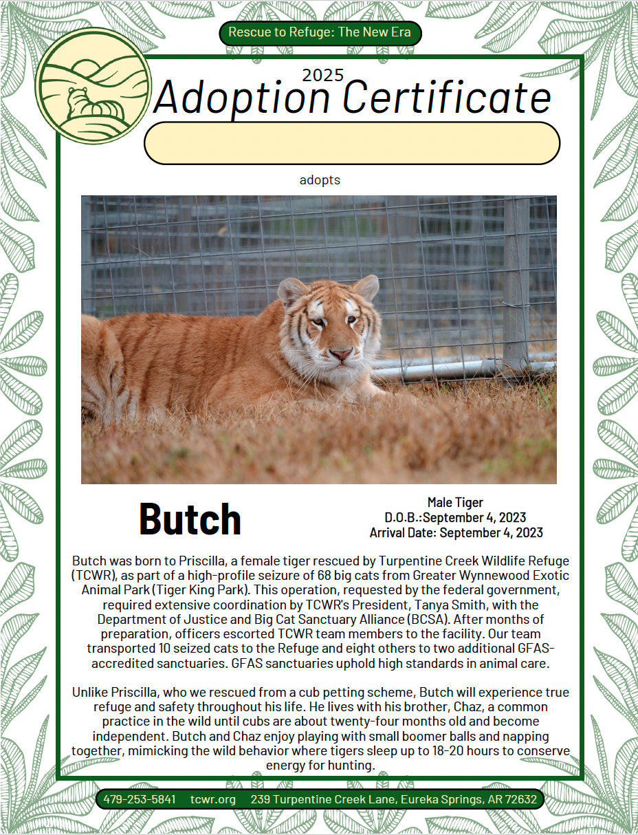 Butch Tiger Adoption