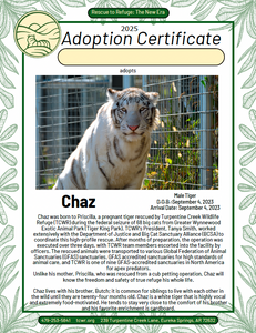 Chaz Tiger Adoption