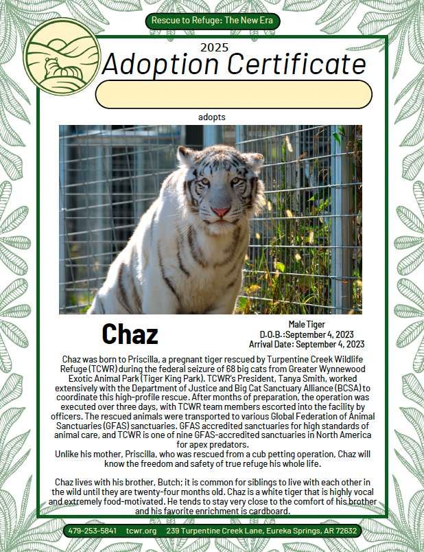 Chaz Tiger Adoption