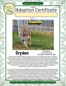 Dryden Bobcat Adoption