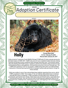 Holly Bear Adoption