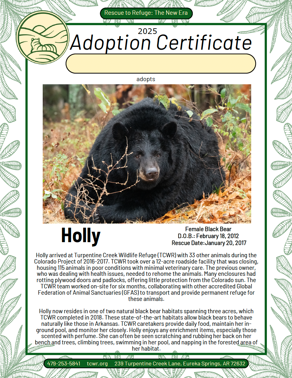 Holly Bear Adoption