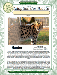 Hunter Serval Adoption