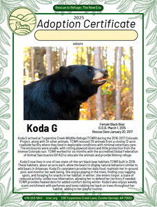 Koda G Bear Adoption