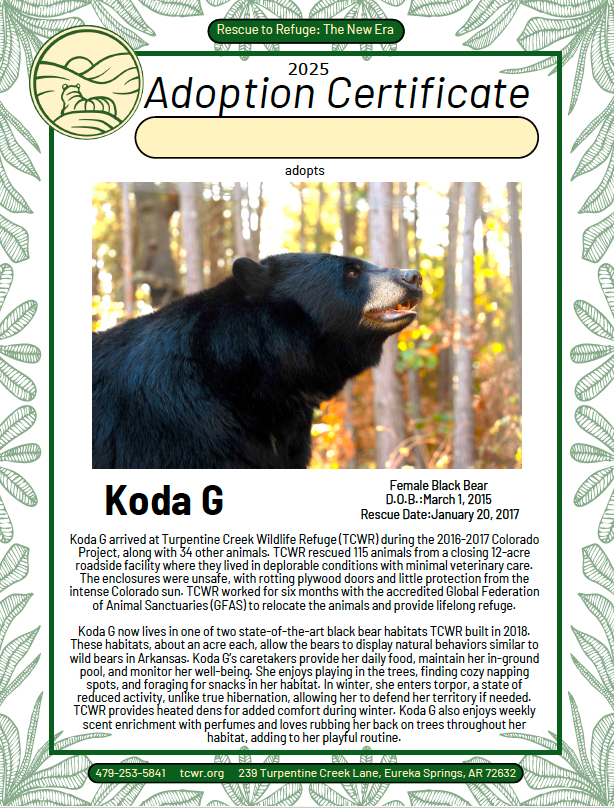 Koda G Bear Adoption