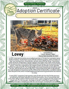 Lovey Adoption