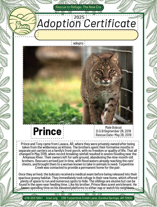 Prince Bobcat Adoption