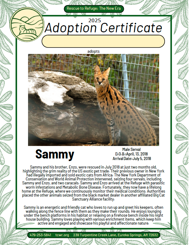 Sammy Serval Adoption