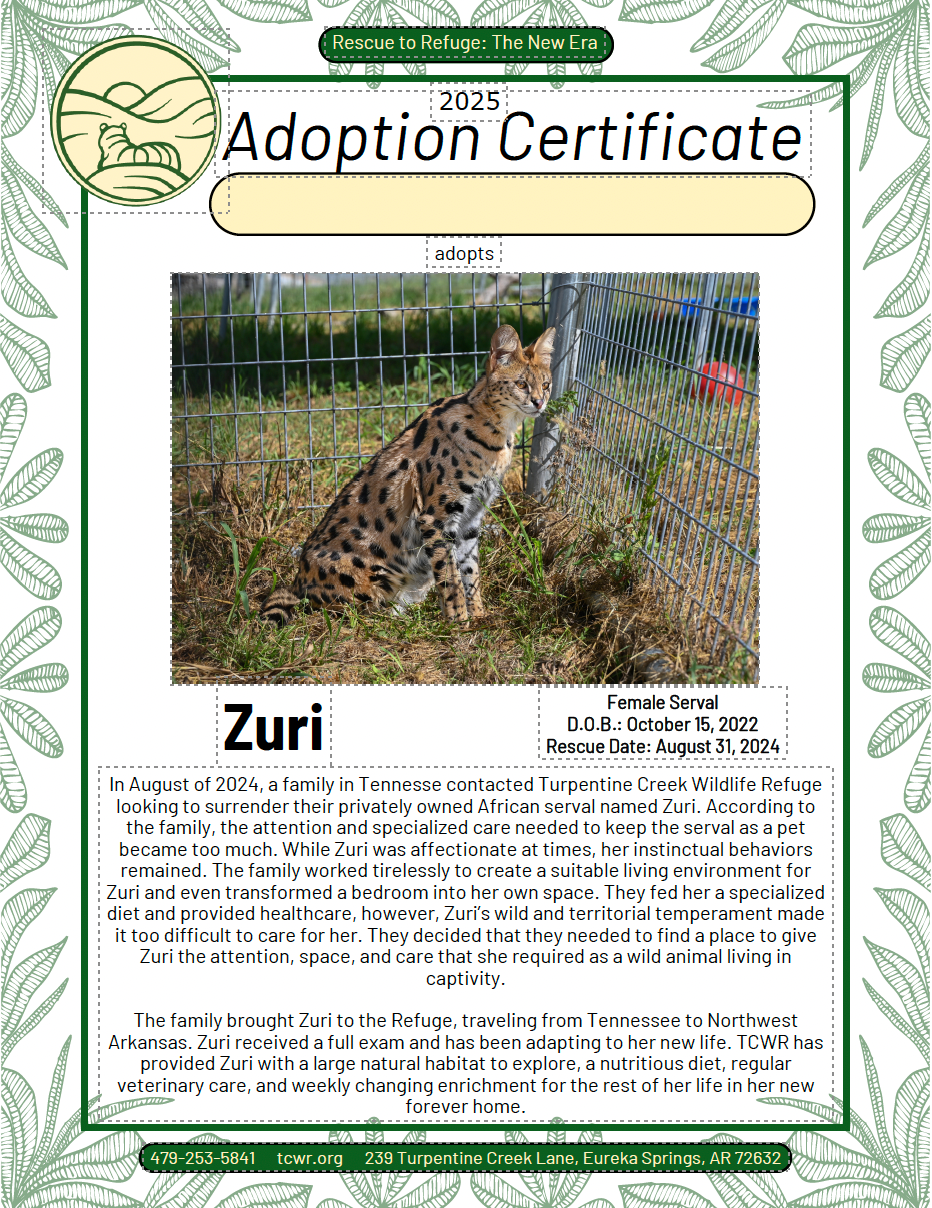 Zuri Serval Adoption