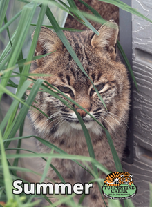 Summer Bobcat Photo Magnet