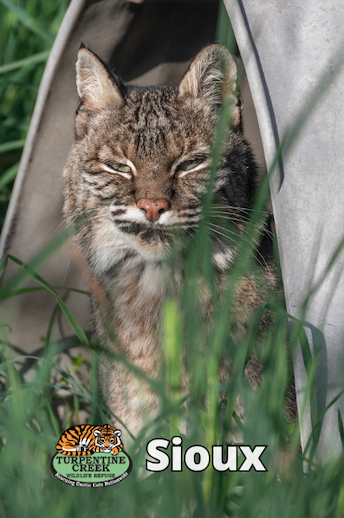 Sioux Bobcat Photo Magnet