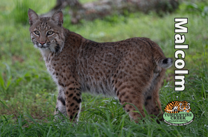 Malcolm Bobcat Photo Magnet