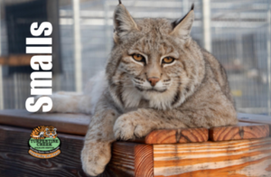 Smalls Bobcat Photo Magnet