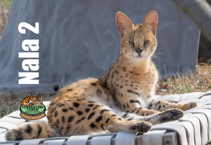 Nala 2 Serval Photo Magnet