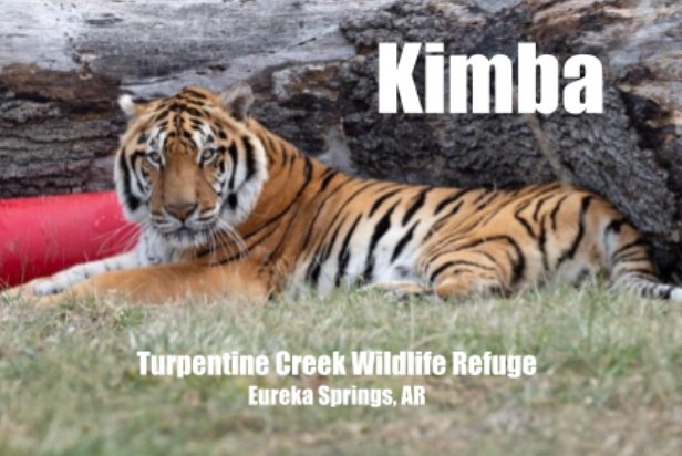 Kimba Tiger Photo Magnet