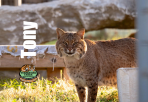 Tony Bobcat Photo Magnet