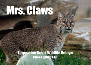 Mrs Claws Bobcat Photo Magnet