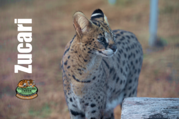 Zucari Serval Photo Magnet