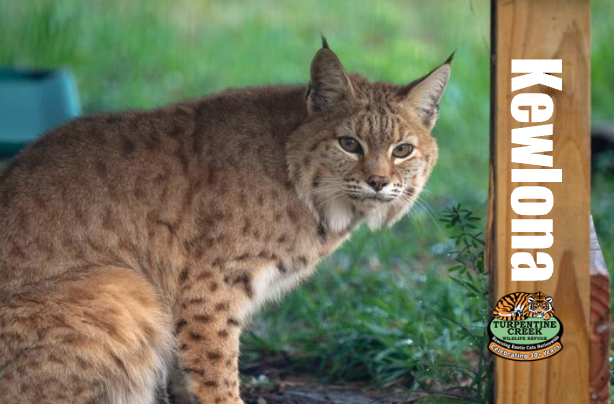 Kewlona Bobcat Photo Magnet