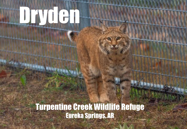 Dryden Bobcat Photo Magnet