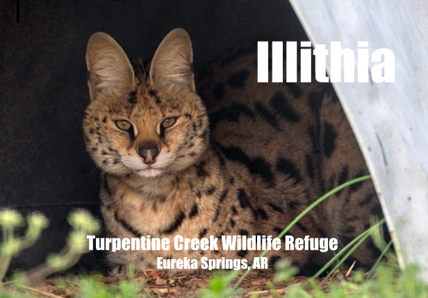 Illithia Serval Photo Magnet