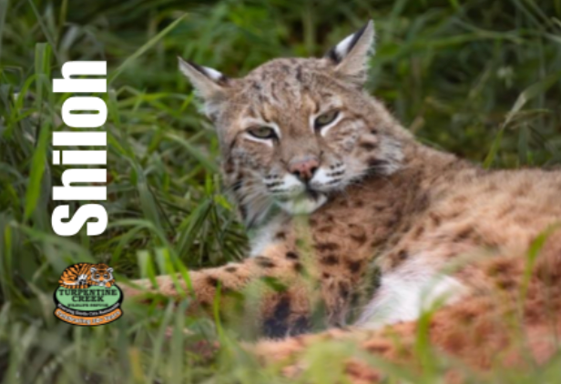 Shiloh Bobcat Photo Magnet