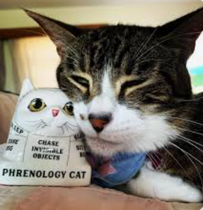 Phrenology Cat: Read your Cat's Mind