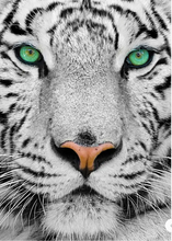 Load image into Gallery viewer, White Tiger 1000pc Puzzle
