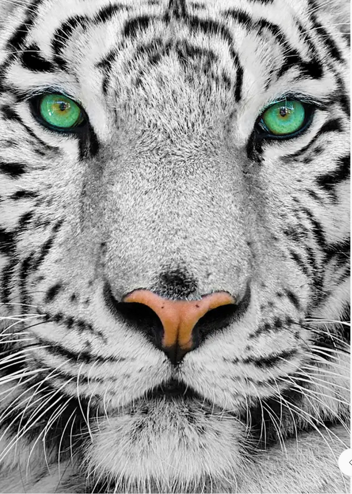 White Tiger 1000pc Puzzle