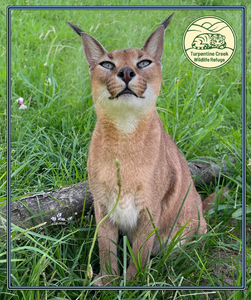 Emma the Caracal Throw