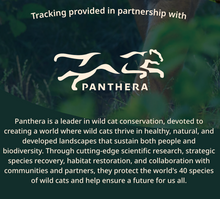 Load image into Gallery viewer, Fahlo Track a Tiger Prowl Bracelet
