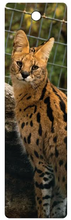 Load image into Gallery viewer, Photo Bookmark Sammy
