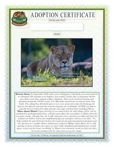 Mauri Lion Adoption