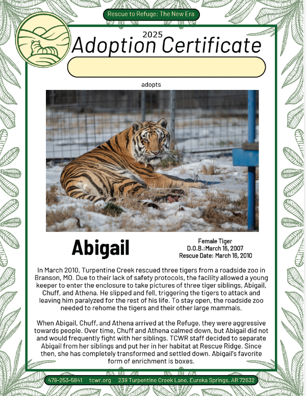 Abigail Tiger Adoption