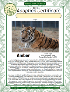 Amber Tiger Adoption