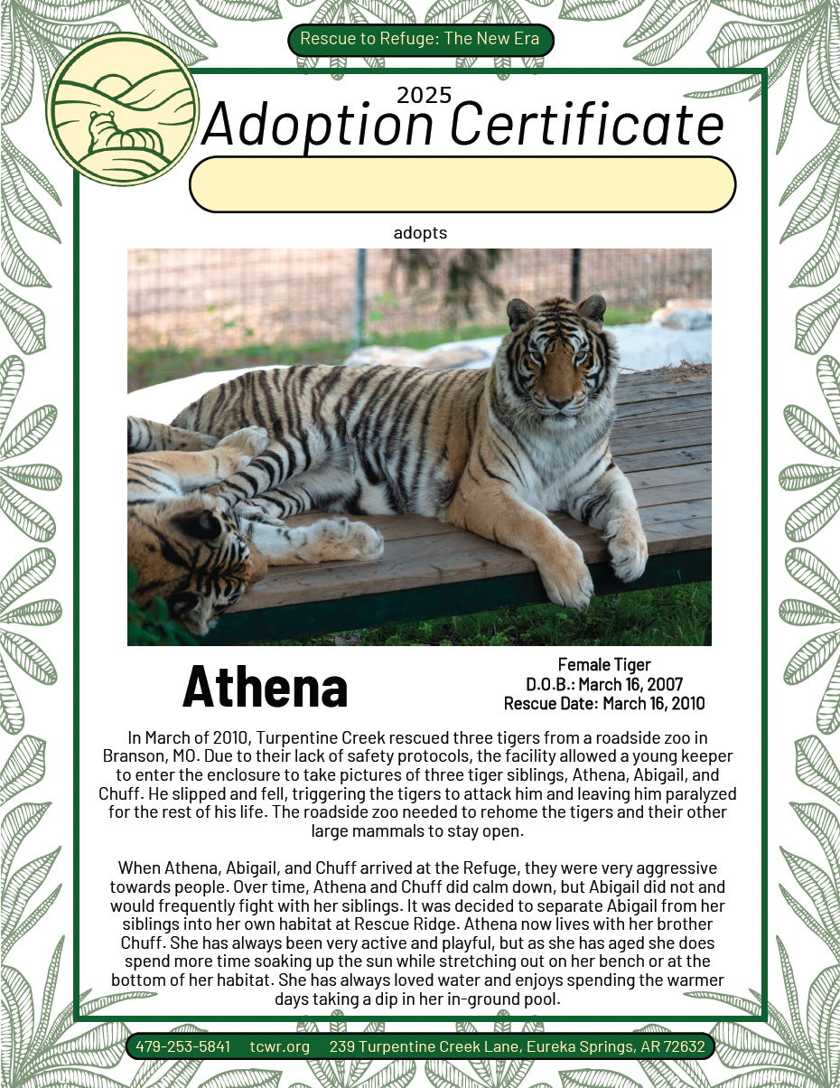 Athena Tiger Adoption