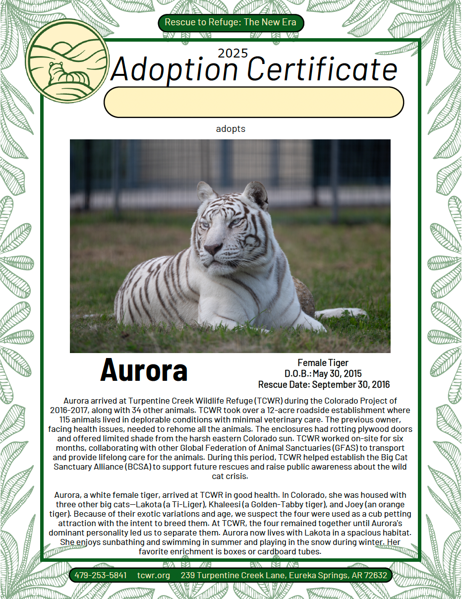 Aurora Tiger Adoption