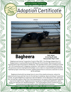 Bagheera Jaguar Adoption