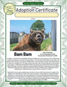 BamBam Bear Adoption