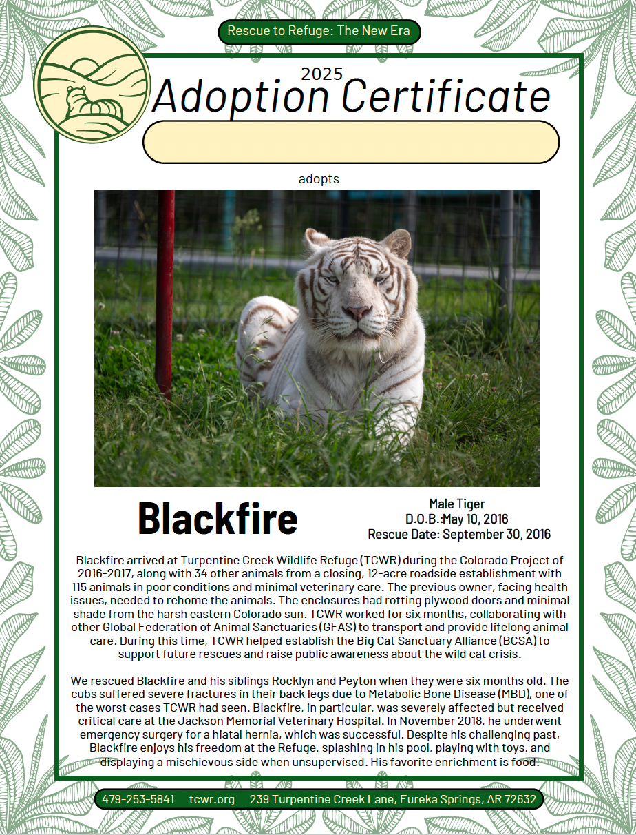 Blackfire Tiger Adoption