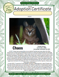 Chaos Caracal Adoption