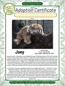 Joey Tiger Adoption